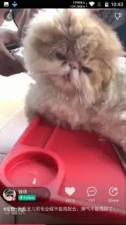 Meipai captura 13