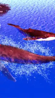 The Humpback Whales captura 6