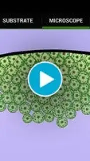 Cell Lab captura 1