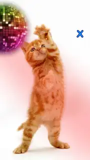Talking, Dancing Cat. captura 4